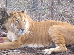 liger_by_zabumafu